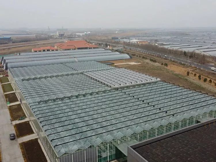 Vegetable Base Warehouse Steel Construction